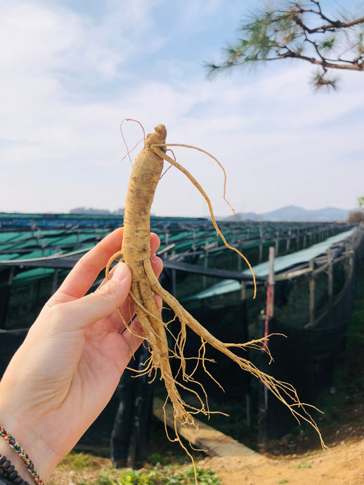 Ginseng Root: 5 Powerful Benefits We Get From Ginseng