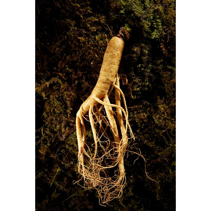 Why The Elderly Should Consider Ginseng Products?