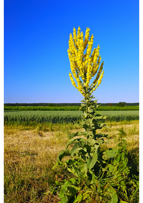 Everything to Know about Mullein Leaf
