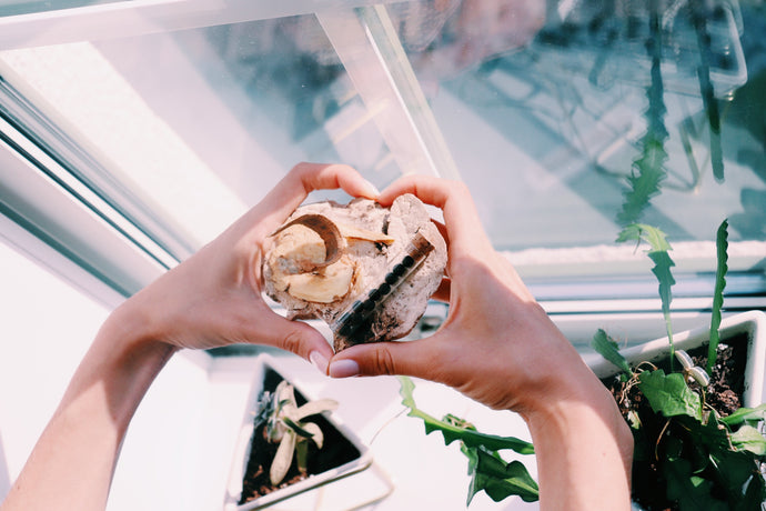 Herbs for the Heart